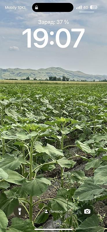 сырьё ящик: Семечки подсолнечника, фасованные - Продукт: очищенные жареные — 2
