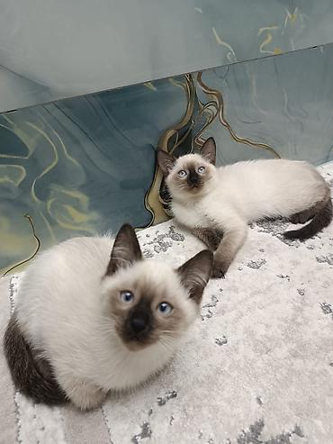 Pişiklər: Siam, Erkək, Dişi, Yaxşı əllərə, Ünvandan götürmə, Pulsuz çatdırılma, Ödənişli çatdırılma — 4