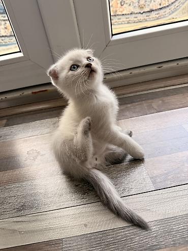 кошки г ош: Шотландские котята (скоттиш) светлого окраса. Вислоухий Срочно ‼️ — 1