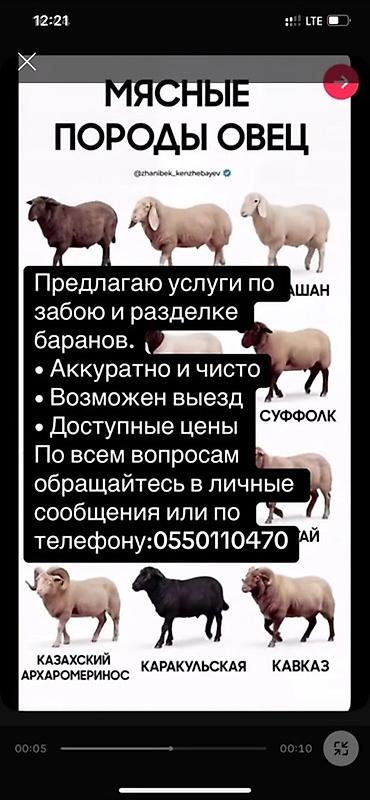 Резка: Услуги по забою и разделке баранов. - Аккуратно и чисто - Возможен — 1