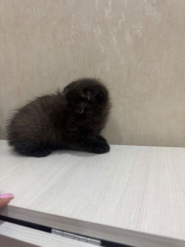 Pişiklər: Şotland, Dişi, Erkək, Ödənişli çatdırılma, Ünvandan götürmə — 12