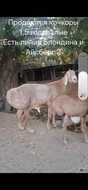не пригодилось: Продаю | Баран (самец) | Арашан | Для разведения | Племенные — 2