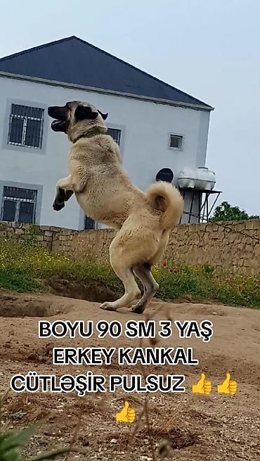 heyvan per page 40: Kanqal, 3 il, Erkək, Cütləşmə üçün — 1