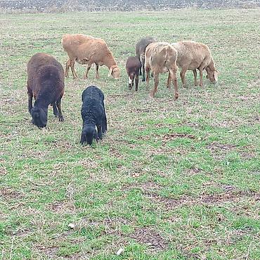 Баран, овца: Продаю | Овца (самка) | Арашан | Для разведения | Котные — 7