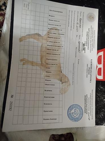 Баран, овца: Продаю | Баран (самец) | Арашан | Для разведения — 10