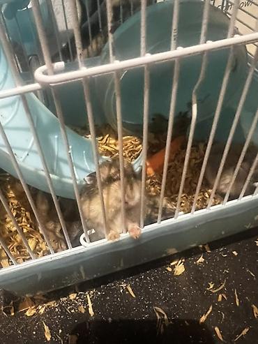 hamster: 7 ədəd hamster və qəfəs dəsti - Növ: xırda ev heyvanı (hamster) - — 7