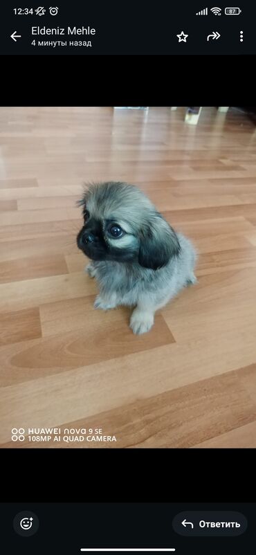 qafqaz coban iti satisi: Pekines, 4 ay, Erkek, Peyvəndli, Ünvandan götürmə