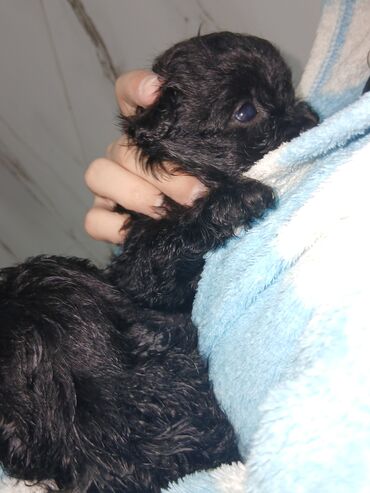 İtlər: 2 ay, Dişi, Peyvəndli, Pulsuz çatdırılma — 17