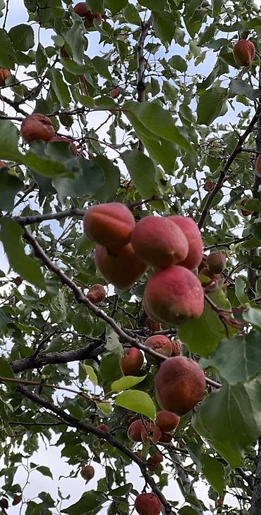 фрукт: Продается Исыккульский абрикос сорт курага — 1