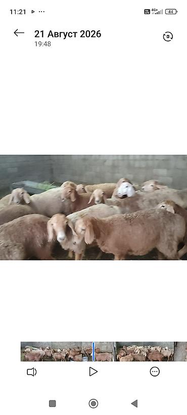 кошка бишкек: Продаю | Ягненок | Арашан | Для разведения | Ярка — 1