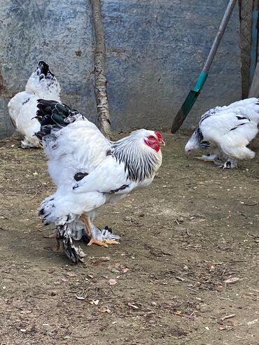 kənd təsərrüfatı heyvanları: Toyuq, Brama, Damazlıq, Ünvandan götürmə