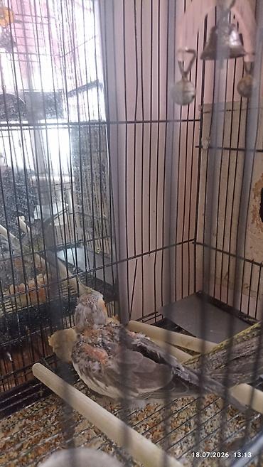 чон арыке: Пара корелл + 3 цыпленка. +высокая секционная клетка .клетка 4 — 3