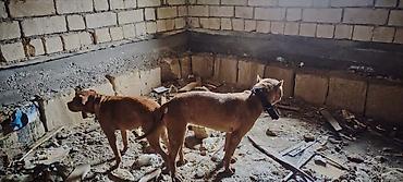 shiba inu: Pitbul balaları satılır — 1