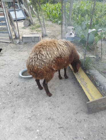 Qoyunlar, qoçlar: Erkək, Qala, il: 1, Damazlıq