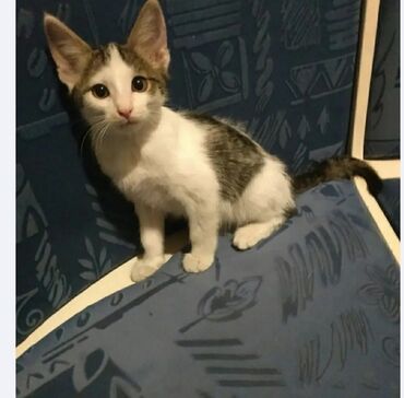 животные котенок: Котёнок домашний, короткошёрстный, окраска бело‑серо‑пятнистая (белая