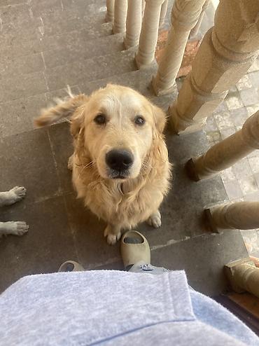 İtlər: Retriever, 2 il, Erkek, Peyvəndli, Pulsuz çatdırılma -da lalafo.az — 1 İtlər: Retriever, 2 il, Erkek, Peyvəndli, Pulsuz çatdırılma — 1