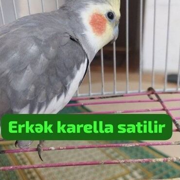 Птицы: Bakidadir