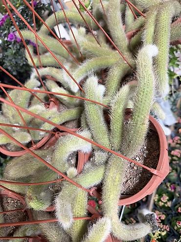 Кактусы: Ампельный кактус Cleistocactus winteri (известен как «золотая крысиная — 2