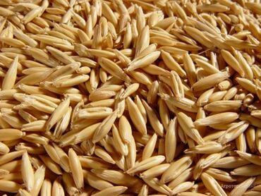 Зерновые культуры: Семена и саженцы Овса, Самовывоз