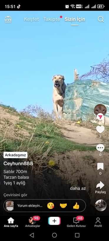 İtlər: Qafqaz çoban iti, 1 ay, Erkek, Peyvəndli, Ödənişli çatdırılma
