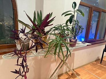 aloy: Otaq bitkiləri dəsti – müxtəlif növlər Hamsı birlikdə 30 AZN - köçlə — 2