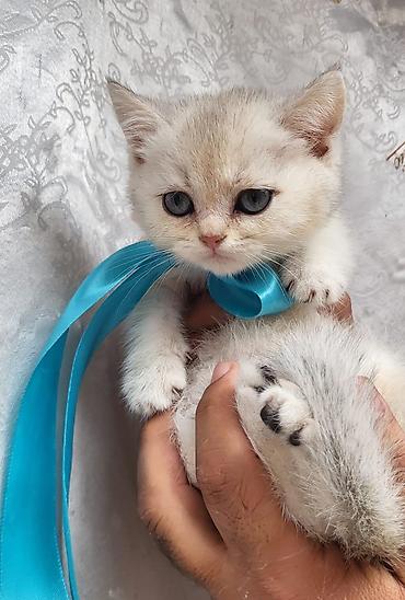 Pişiklər: Britan — 6