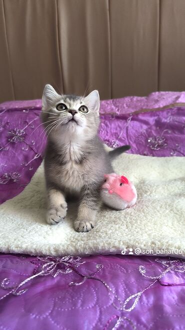 котенка в добрые руки: Erkək