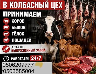 ферма купить: Колбасный цех — прием сельхозживотных и вынужденный забой. - — 1