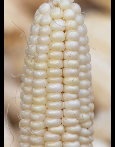 Корма для с/х животных: Куплю белый кукуруз, срочна звоните
