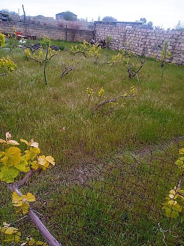 torpaq saray: 10 sot, Tikinti, Mülkiyyətçi, Kupça (Çıxarış) — 5