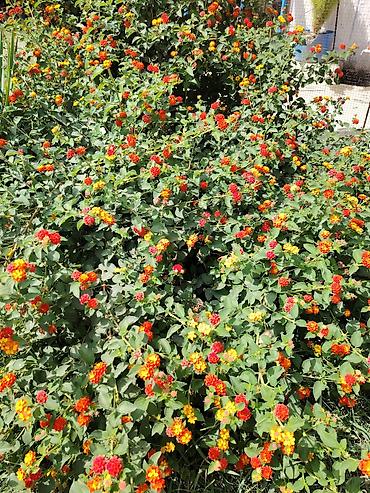 soltan darağı gülü: Lantana camara (rəng dəyişən çiçək) – dekorativ kol - Bitki tipi — 1