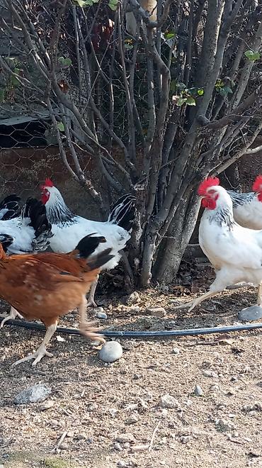 Xoruzlar: Tam saglam 4ayliq xoruz toyuq Məhsul təsviri: - Ağ lələklər, quyruq və — 12