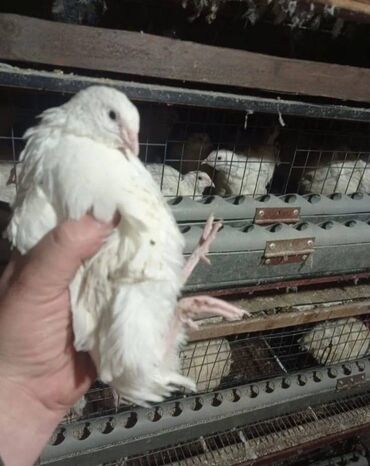 Bildirçin: Satışda Ətlik damazlıq 180 . 200 qram və bala Texas sortu — 6