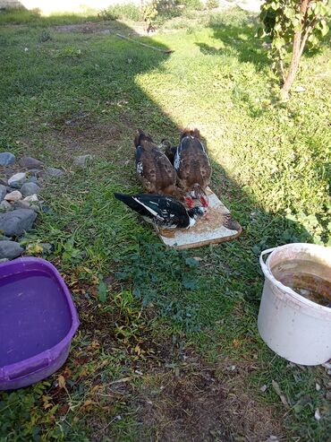 bmw 3 серия 316d at: 4 dene ordekdi qiymet sondu 60 manat ünvan Gence