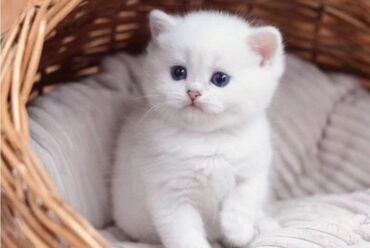 купить клетку для попугая: Британская