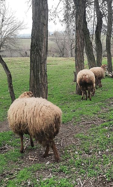 Qoyunlar, qoçlar: Şişək satılır -da lalafo.az — 8 Qoyunlar, qoçlar: Şişək satılır — 8