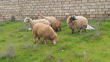 qoyun ana bala: Qoyun ailəsi – ana qoyun və iki quzu - Növ: yerli qoyun (ana) və iki — 2
