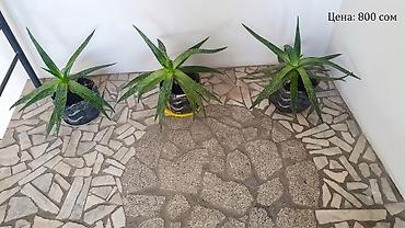 сок алое: "Алоэ-Вера" Продаю бoльшой Алоэ-Вера 🌱 Вoзрaст: - 5ти летки. В — 1
