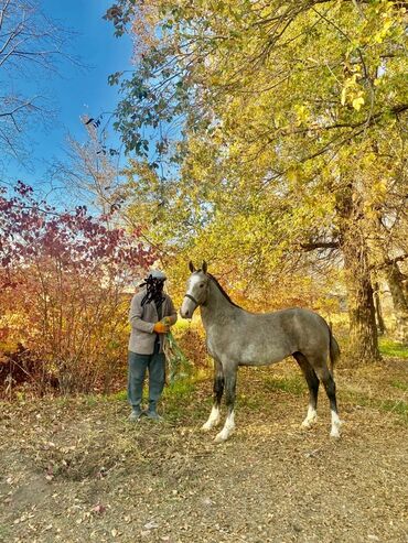 дог собака: Продаю | Конь (самец) | Конный спорт