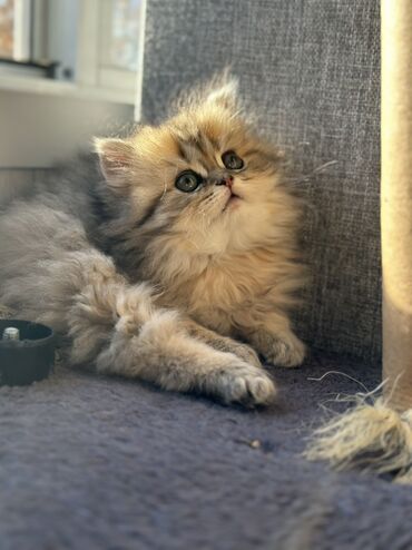 Pişiklər: Britan, Dişi, Yaxşı əllərə, Ünvandan götürmə, Pulsuz çatdırılma, Ödənişli çatdırılma — 5