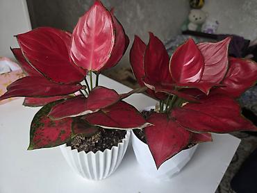 Антуриумы: Антуриум Андре (Anthurium andreanum) в декоративном кашпо. - — 20