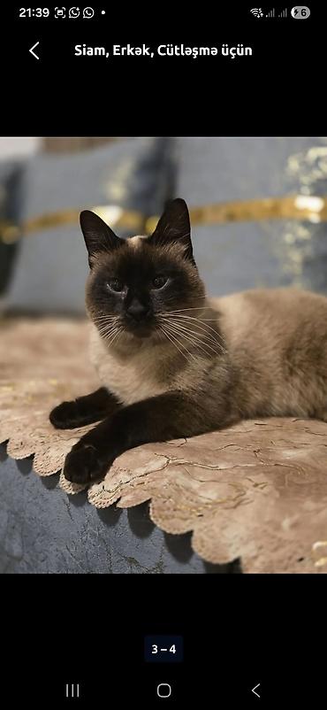 Pişiklər: Ünvandan götürmə — 10