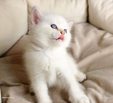 Pişiklər: Britan — 3