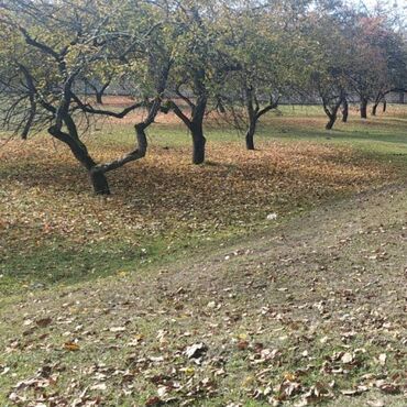 Torpaq sahələrinin satışı: 48 sot, Tikinti, Mülkiyyətçi, Bələdiyyə — 11