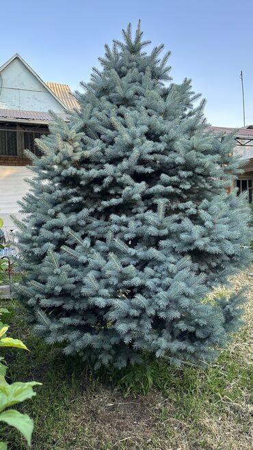 Ёлки: Ели 
Голубые ели — 8