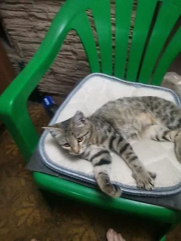 котенок 1 месяц: Пушистые котята Возраст ~ 1.5 месяца Отдам в добрые руки 🤗 На — 6