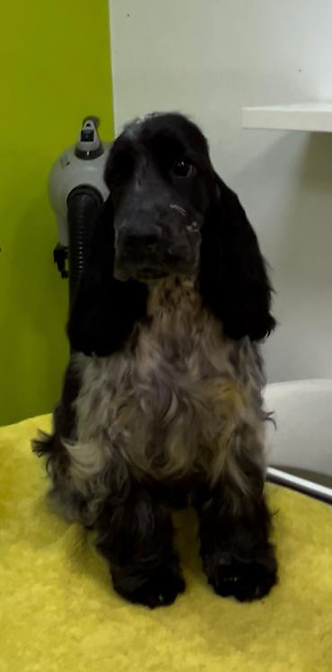 Psi: Engleski koker spanijel u ponudi NOVO LEGLO iz odgajivacnice — 13