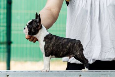 Psi: Boston terrier. Zovem se Mali i poticem iz sampionskog legla. Malo sam