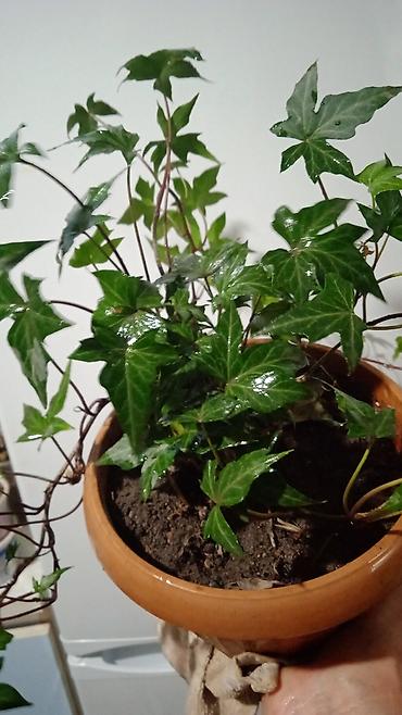 Хойи: Коллекционные хоии (Hoya) – несколько разновидностей в горшках и — 12