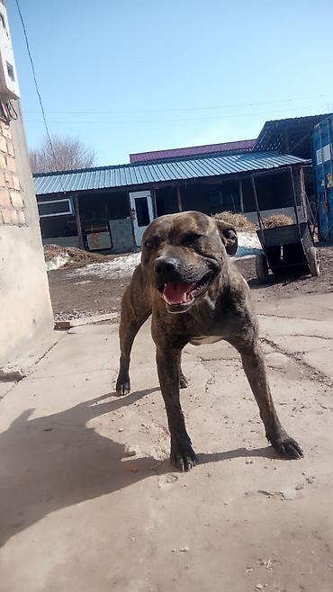 Продажа собак: Собака среднего роста, крепкого телосложения. Окрас тигровый — 3